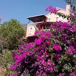 Koknar Kaş