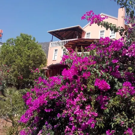 Koknar Kaş
